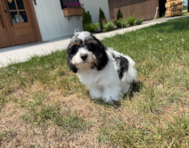 12 week old Cavachon Puppy For Sale - Pilesgrove Pups