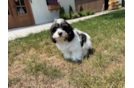 Cute Cavachon Designer Pup