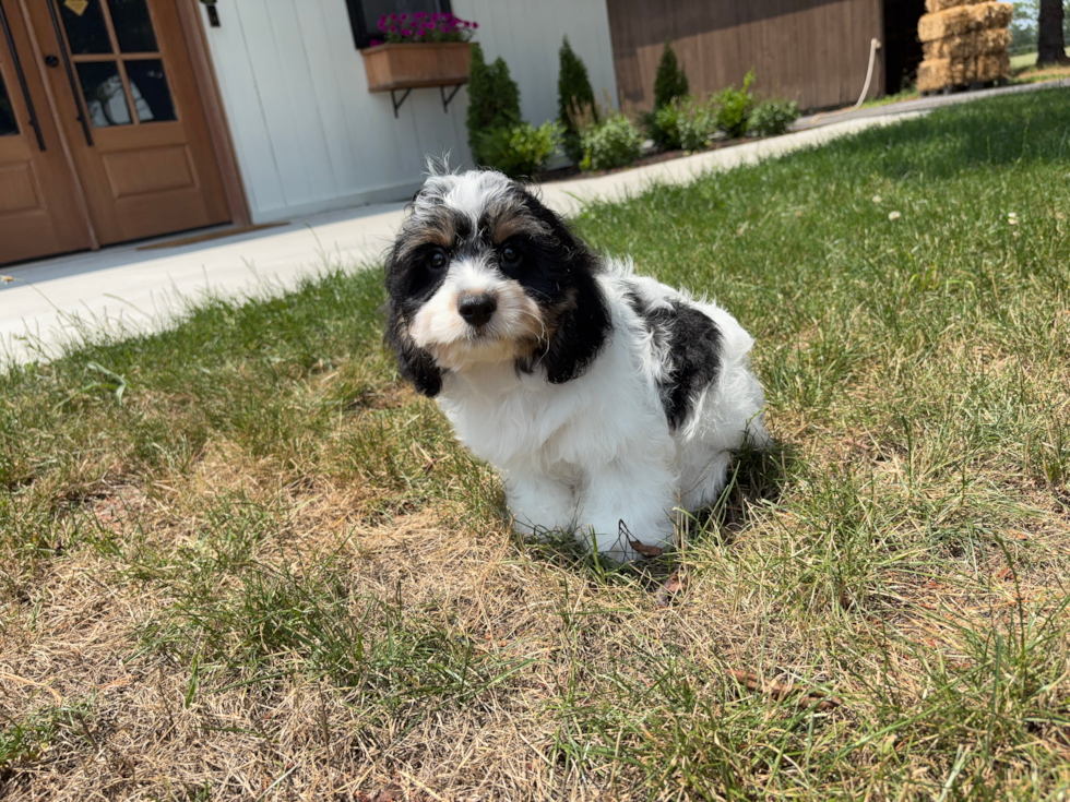 Cute Cavachon Designer Pup