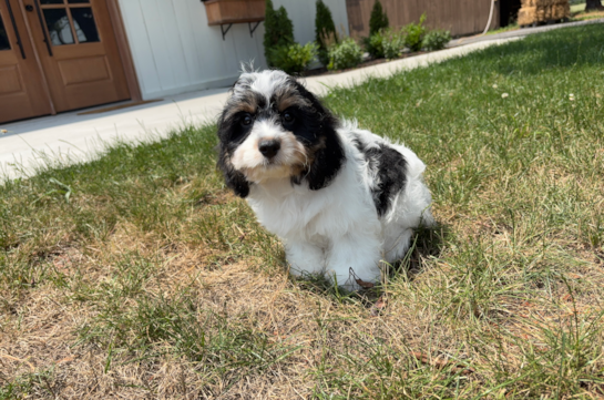 Cute Cavachon Designer Pup