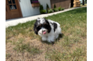 Cute Cavachon Baby