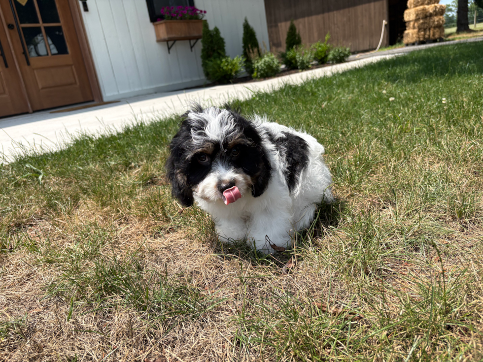 Cute Cavachon Baby