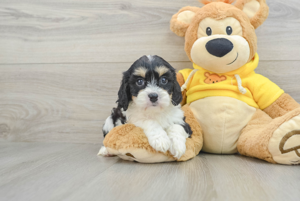 Playful Cavalier Bichon Designer Puppy