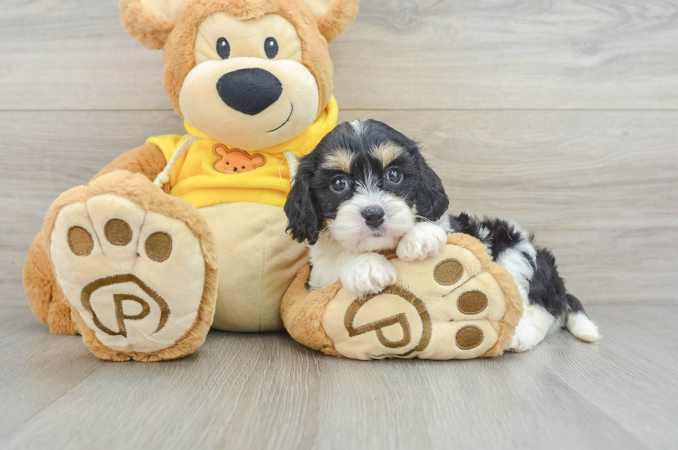 5 week old Cavachon Puppy For Sale - Pilesgrove Pups