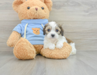 6 week old Cavachon Puppy For Sale - Pilesgrove Pups