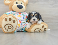 6 week old Cavachon Puppy For Sale - Pilesgrove Pups