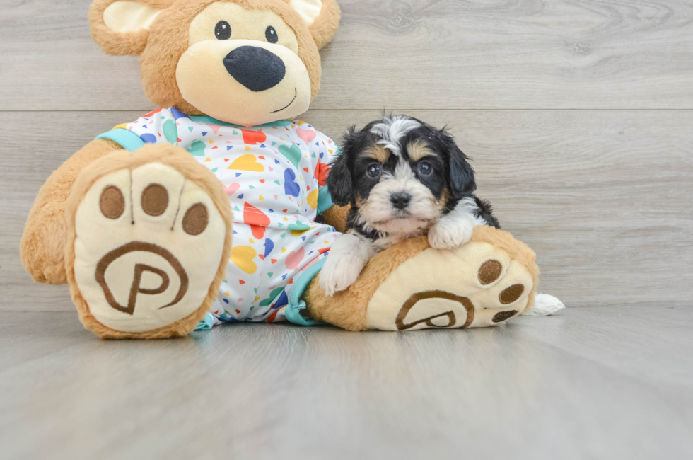 6 week old Cavachon Puppy For Sale - Pilesgrove Pups