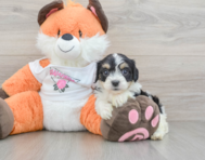 7 week old Cavachon Puppy For Sale - Pilesgrove Pups