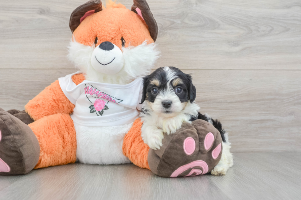 7 week old Cavachon Puppy For Sale - Pilesgrove Pups
