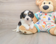 6 week old Cavachon Puppy For Sale - Pilesgrove Pups