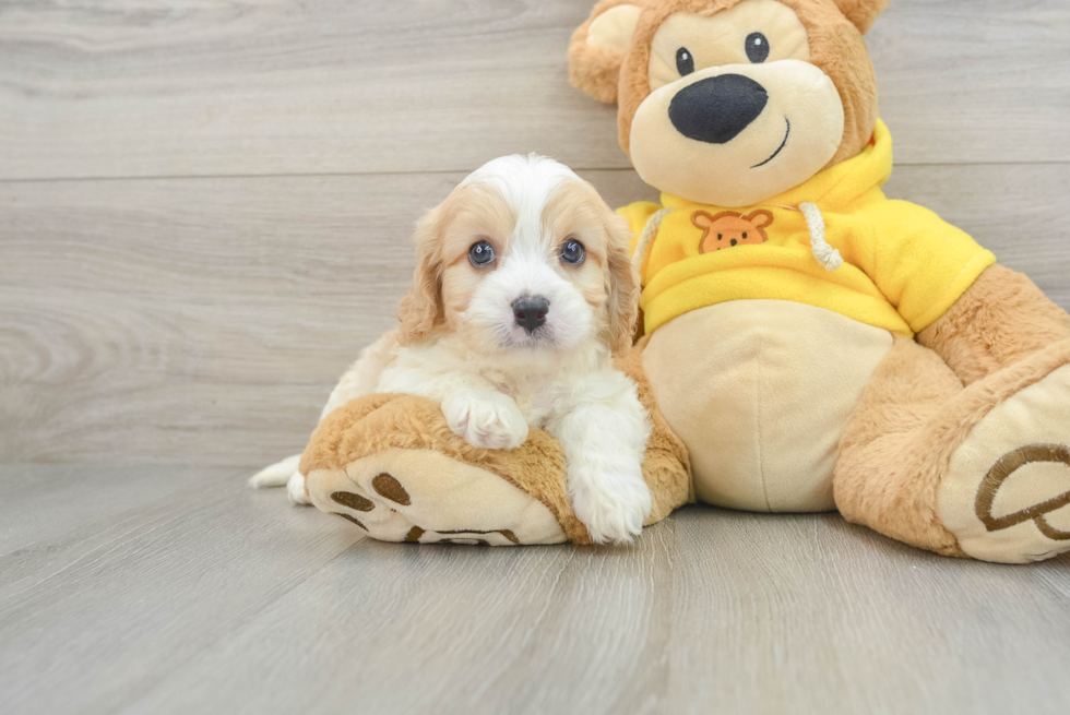 Happy Cavachon Baby