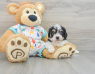 6 week old Cavachon Puppy For Sale - Pilesgrove Pups