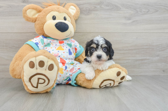 Sweet Cavachon Baby