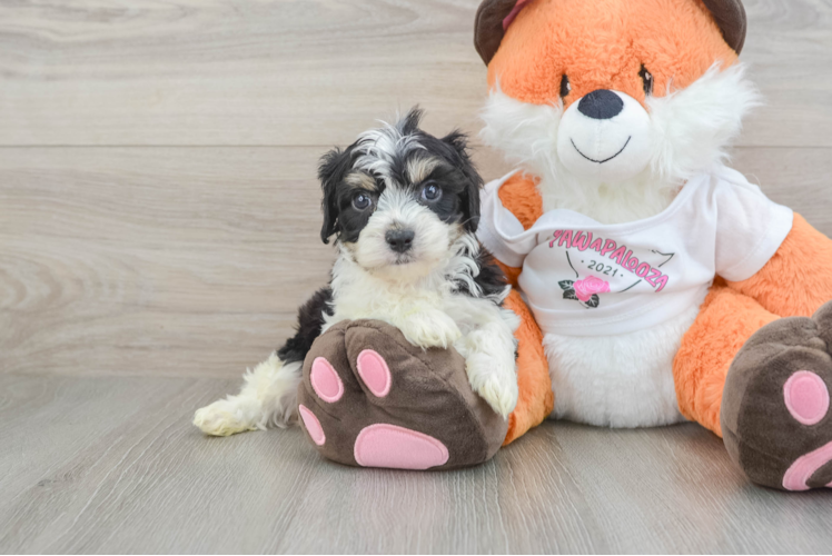 Adorable Cavalier Bichon Designer Puppy