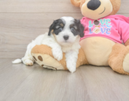 5 week old Cavachon Puppy For Sale - Pilesgrove Pups