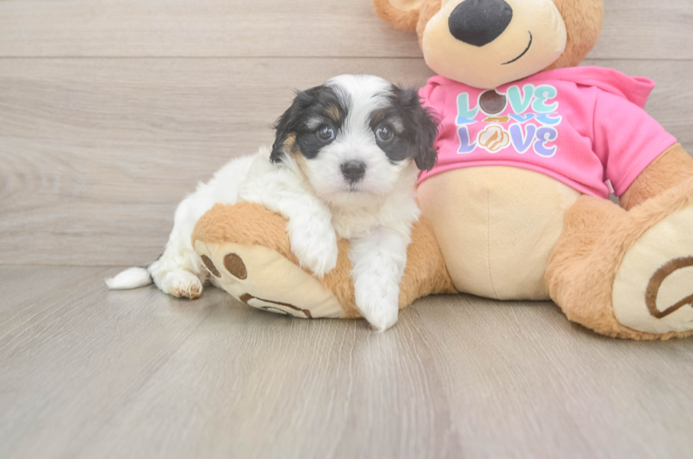 6 week old Cavachon Puppy For Sale - Pilesgrove Pups