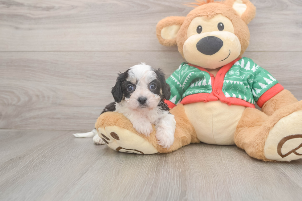 Cavachon Puppy for Adoption