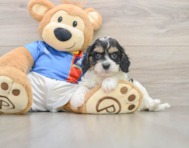 7 week old Cavachon Puppy For Sale - Pilesgrove Pups