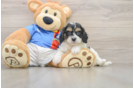 Best Cavachon Baby