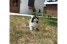Cute Cavachon Baby