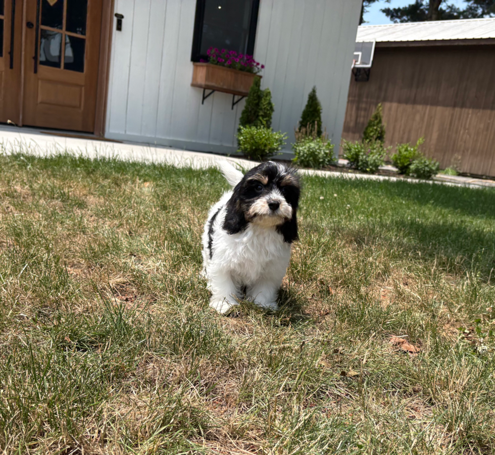 Cute Cavachon Baby