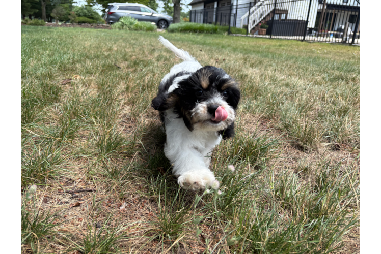Cavachon Puppy for Adoption