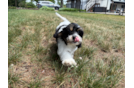 Cavachon Puppy for Adoption