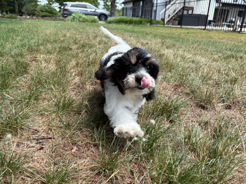 Cavachon Puppy for Adoption