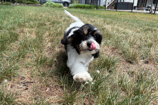 Cavachon Puppy for Adoption