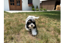 Best Cavachon Baby