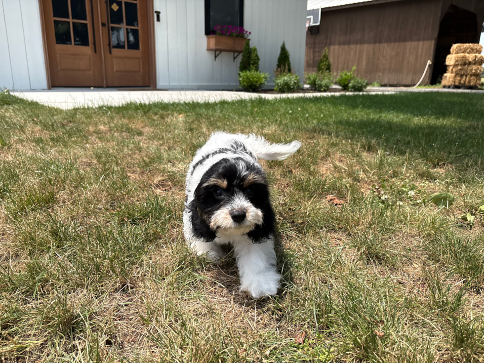 Best Cavachon Baby