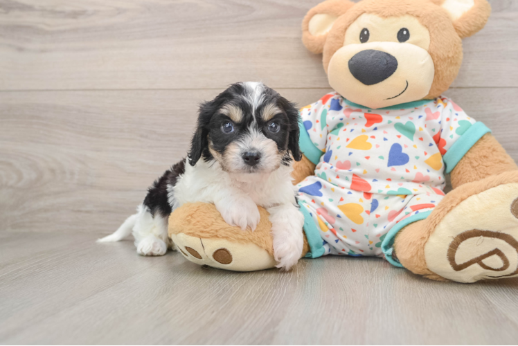 Energetic Cavalier Bichon Designer Puppy