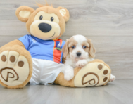 6 week old Cavachon Puppy For Sale - Pilesgrove Pups