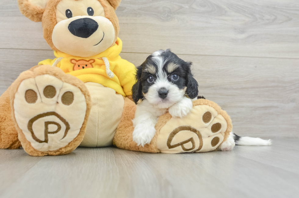 5 week old Cavachon Puppy For Sale - Pilesgrove Pups