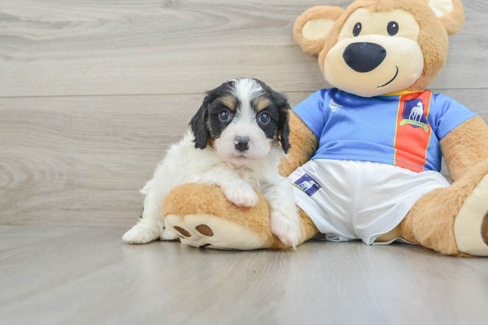 Cavachon Pup Being Cute