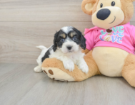 5 week old Cavachon Puppy For Sale - Pilesgrove Pups