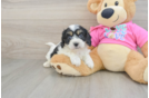 Best Cavachon Baby
