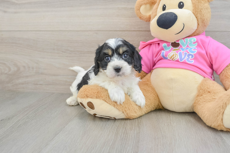 5 week old Cavachon Puppy For Sale - Pilesgrove Pups