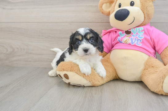Best Cavachon Baby