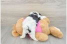 Best Cavachon Baby
