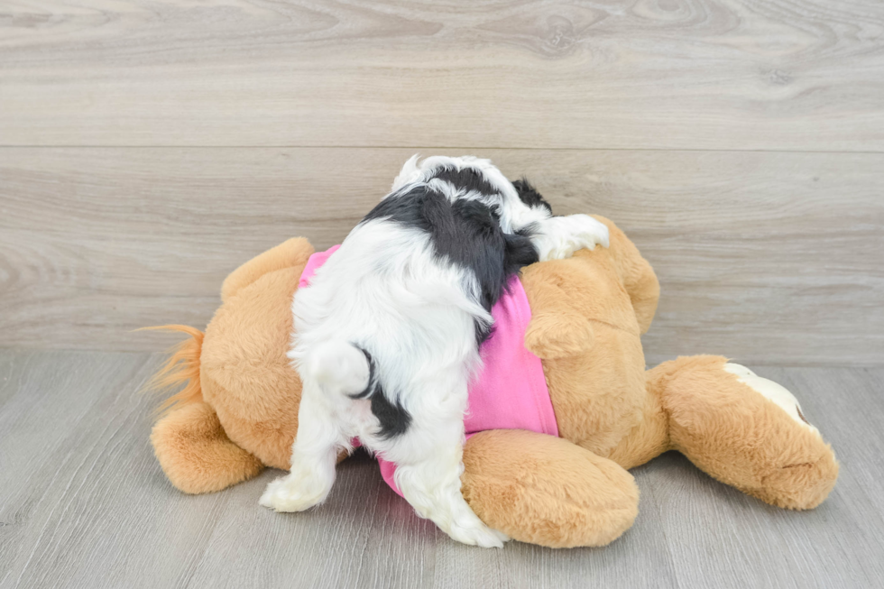 Best Cavachon Baby