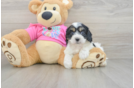 Funny Cavachon Designer Pup