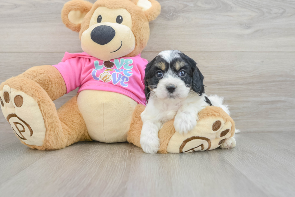 Funny Cavachon Designer Pup