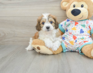 6 week old Cavachon Puppy For Sale - Pilesgrove Pups