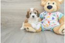 Playful Cavalier Bichon Designer Puppy