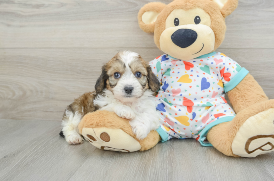 Cavachon Pup Being Cute