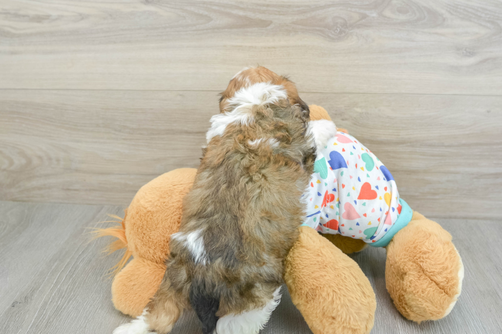 Cavachon Pup Being Cute