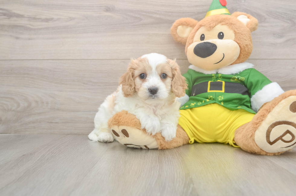 6 week old Cavachon Puppy For Sale - Pilesgrove Pups