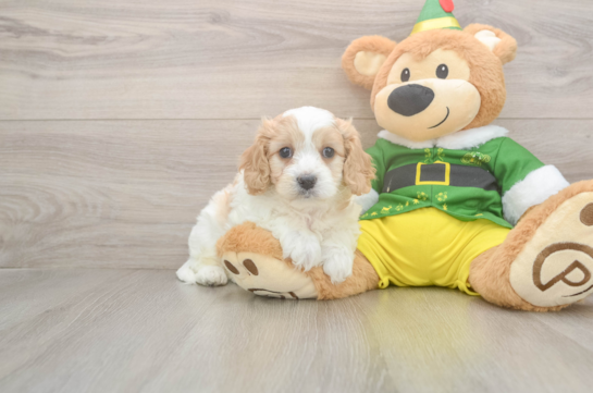 Cavachon Pup Being Cute