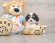 6 week old Cavachon Puppy For Sale - Pilesgrove Pups